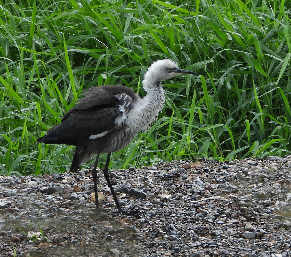 Pacific Heron - ML439764371