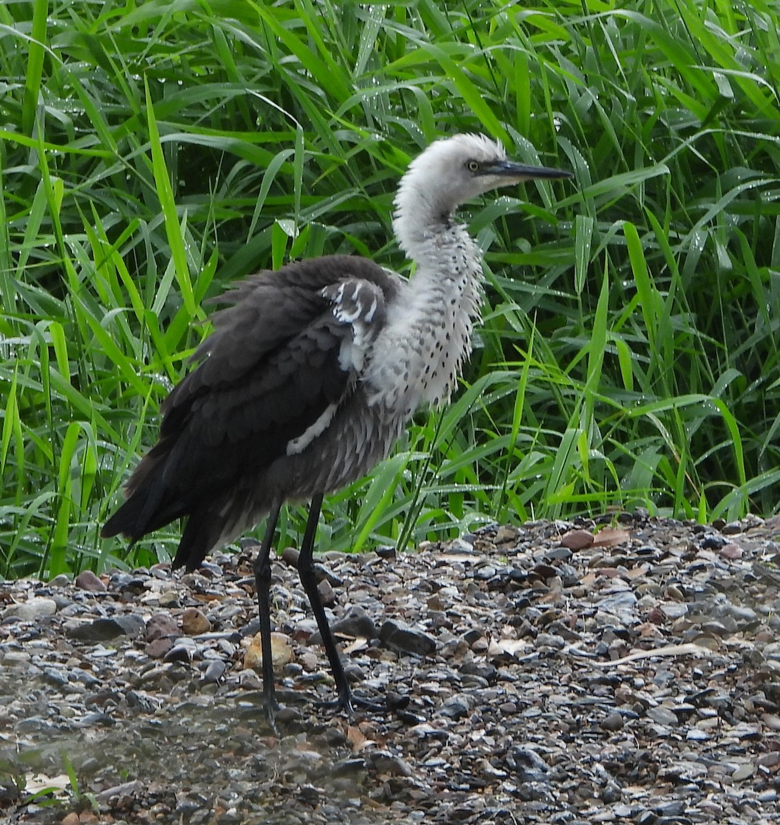 Pacific Heron - ML439764391