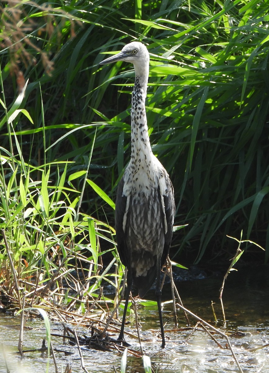 Pacific Heron - ML439764511