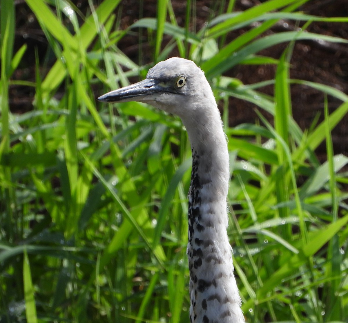 Pacific Heron - ML439764521