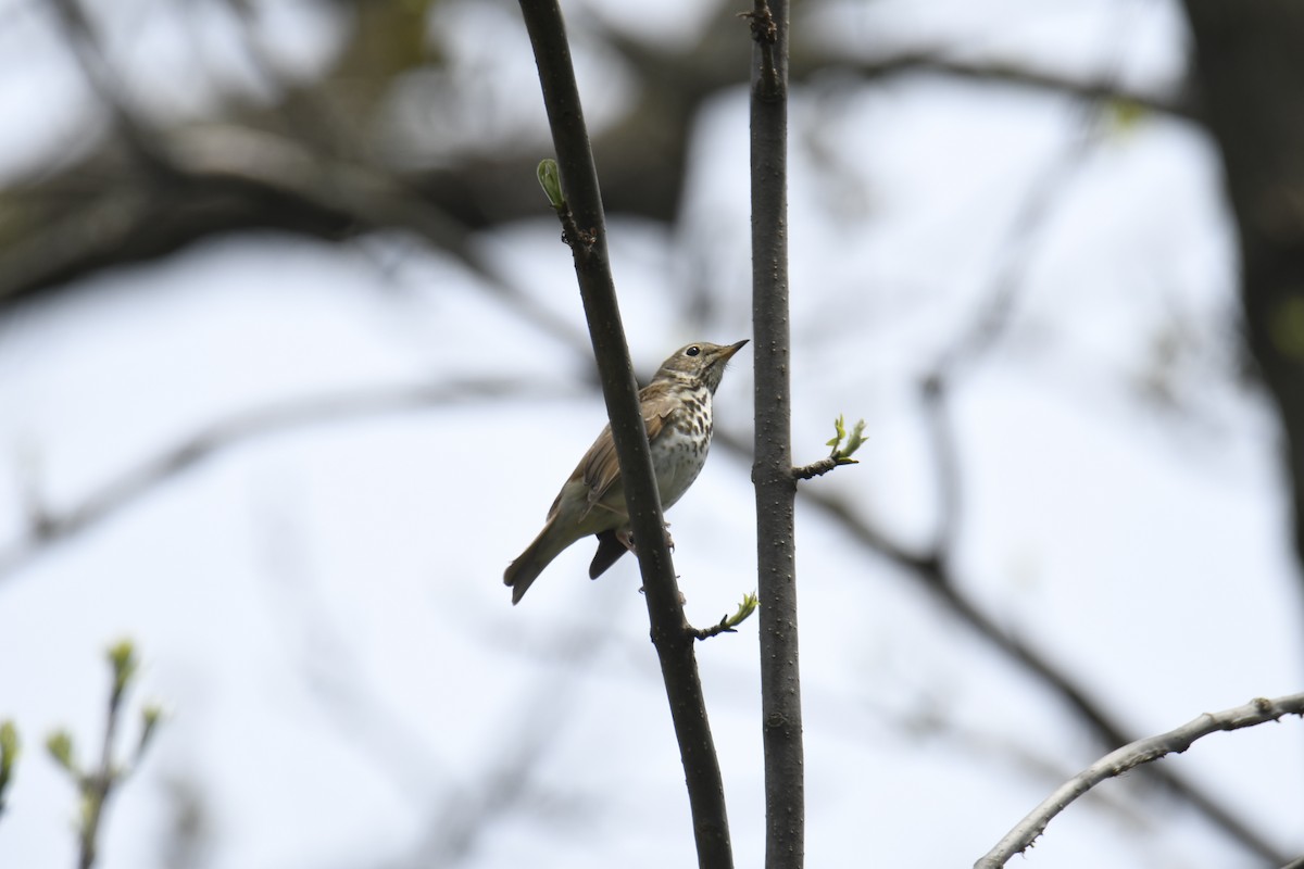 Hermit Thrush - ML439764531