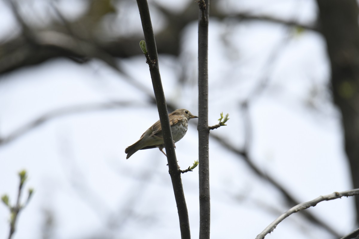 Hermit Thrush - ML439764591
