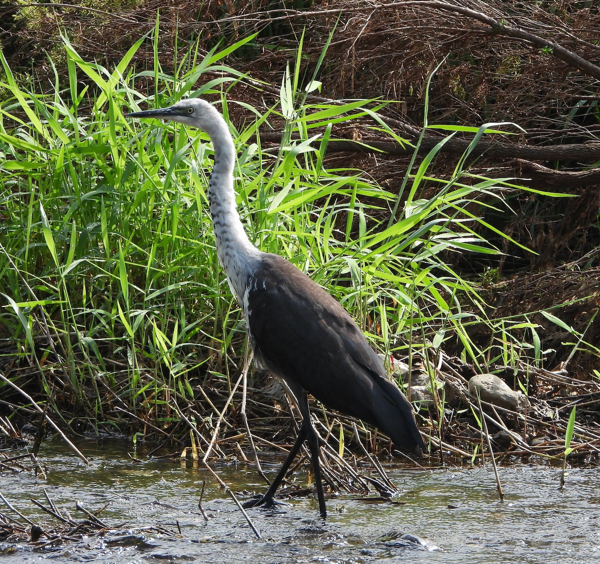 Pacific Heron - ML439764621