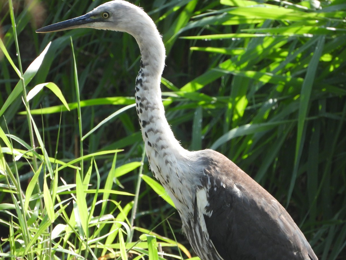 Pacific Heron - ML439764701