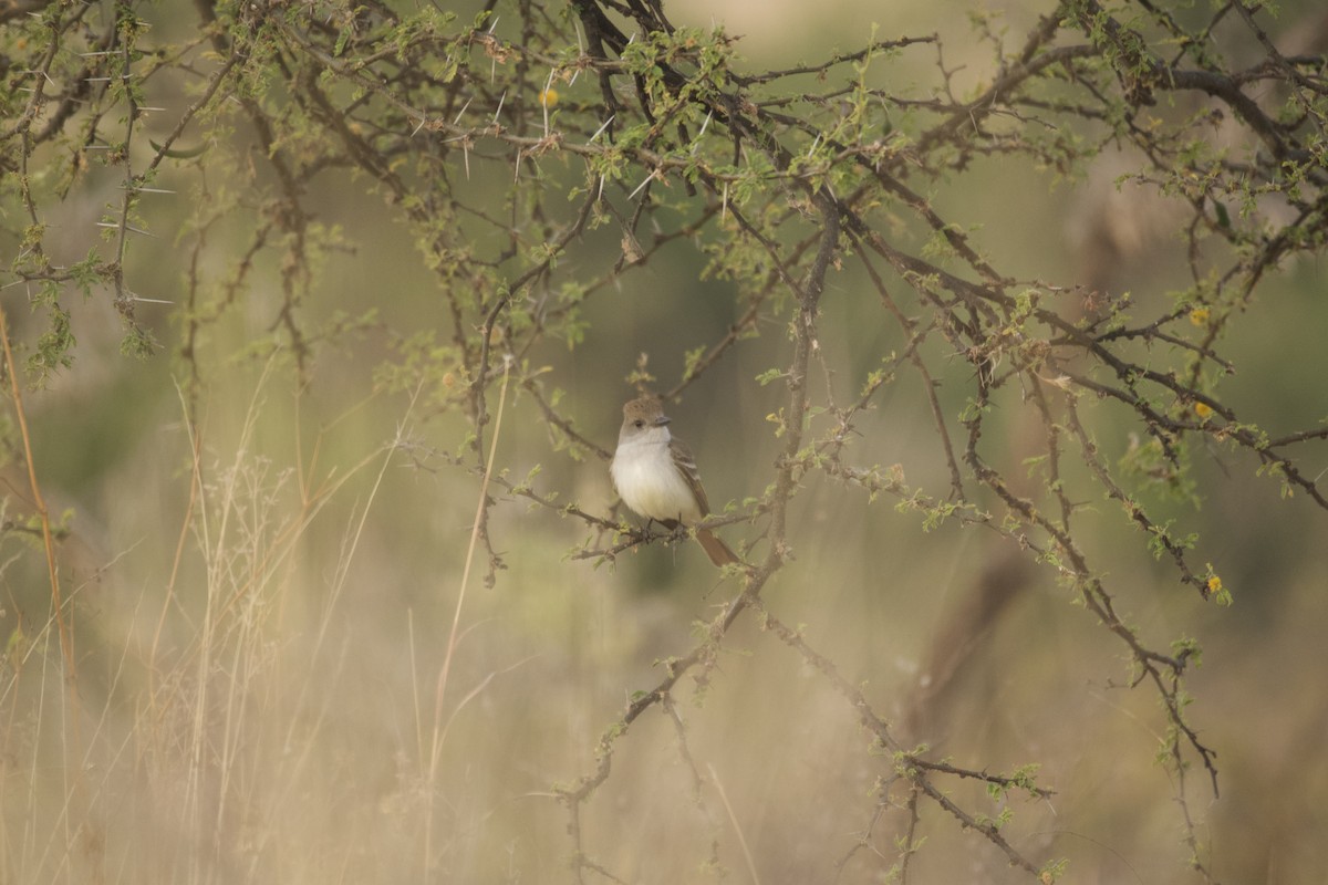 Nutting's Flycatcher (Nutting's) - ML439765041