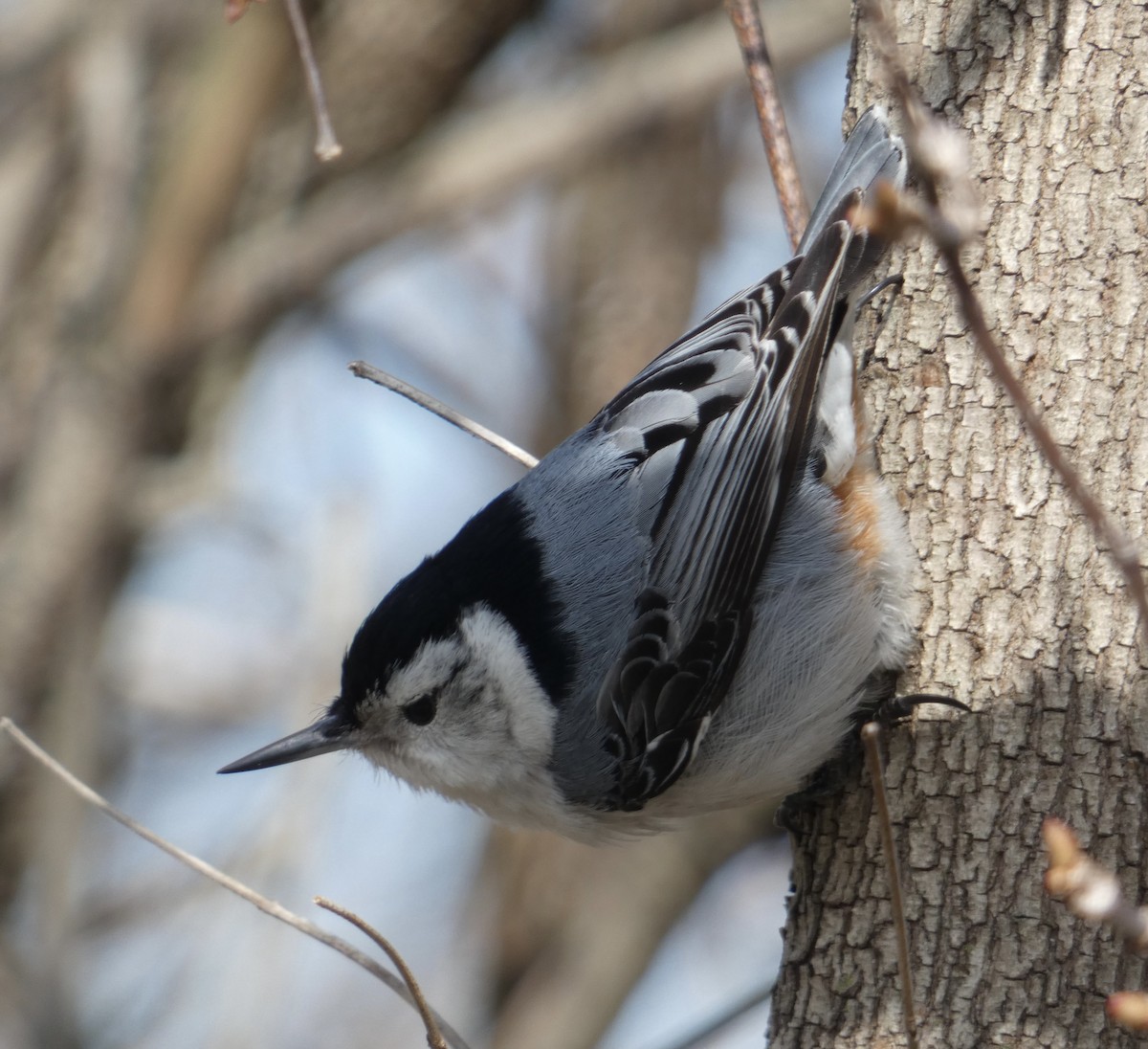 ムナジロゴジュウカラ - ML439765061