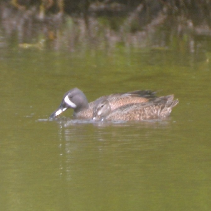 Blue-winged Teal - ML439765781