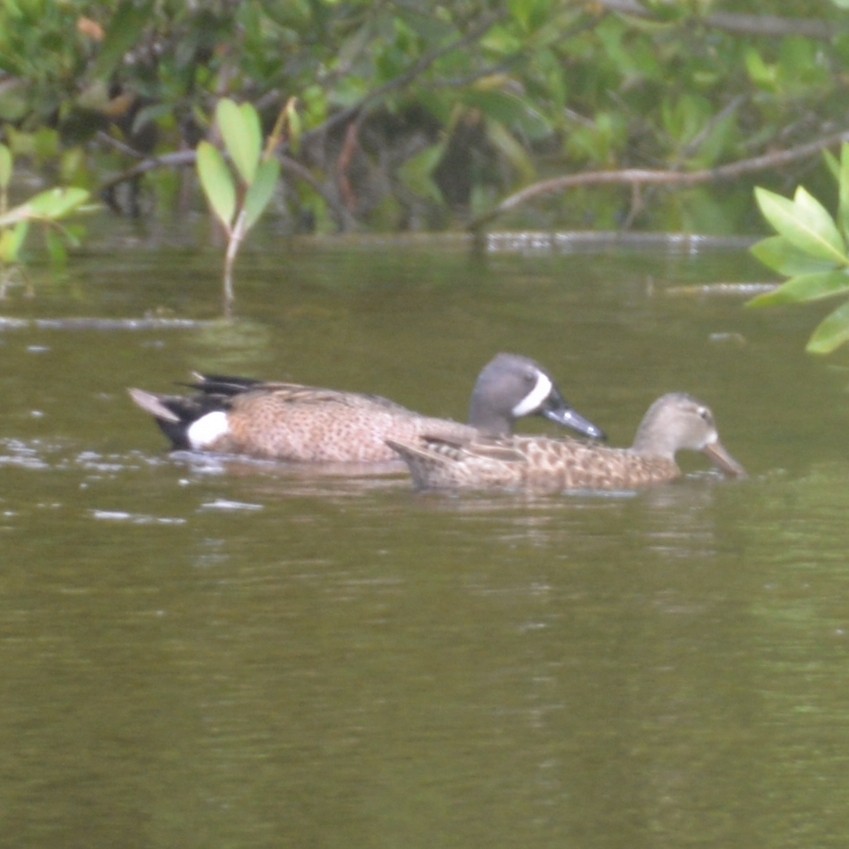 Blue-winged Teal - Dave Wilson