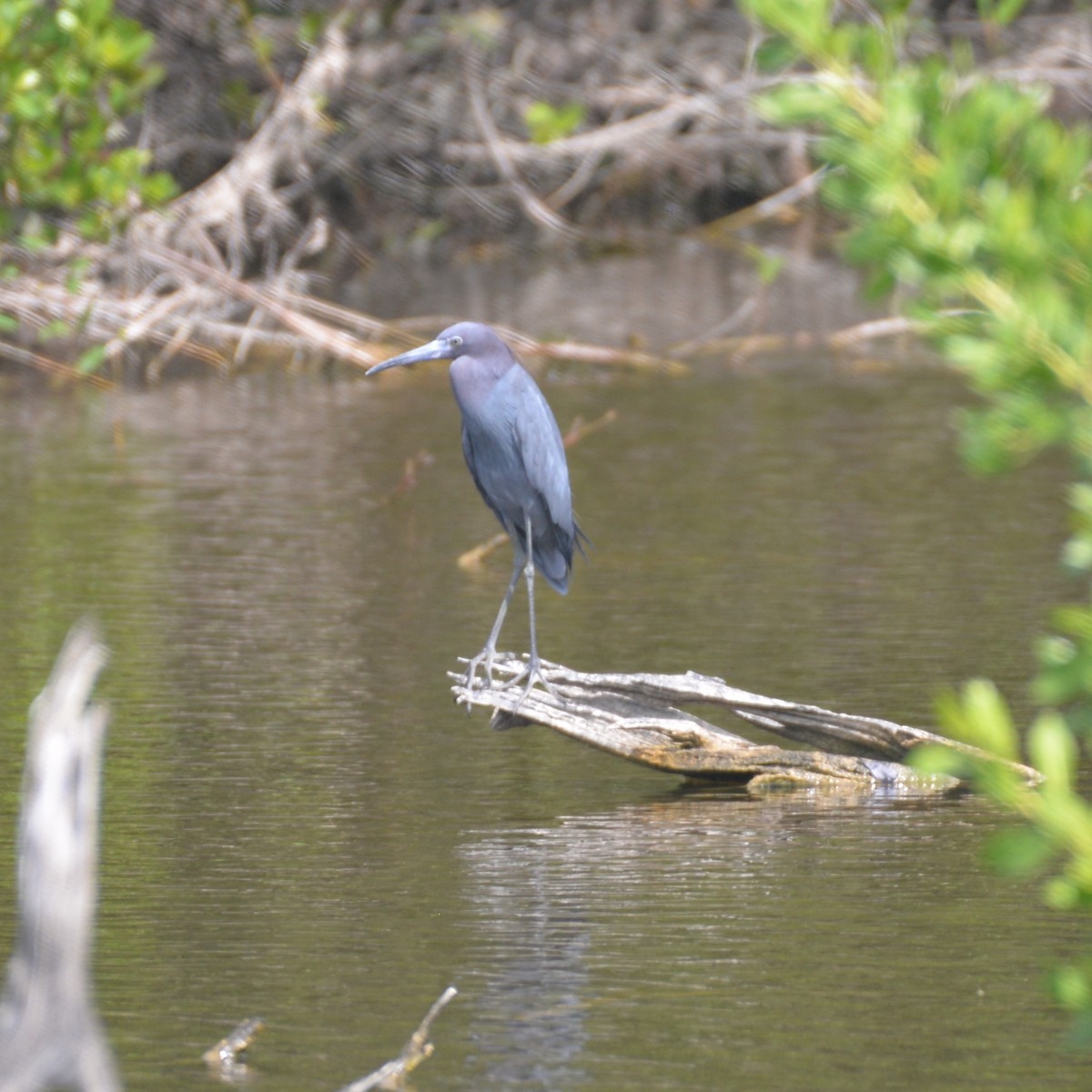 Little Blue Heron - ML439765851