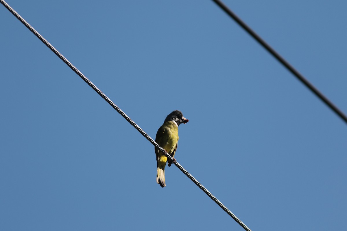 Bulbul Collarejo - ML439765911