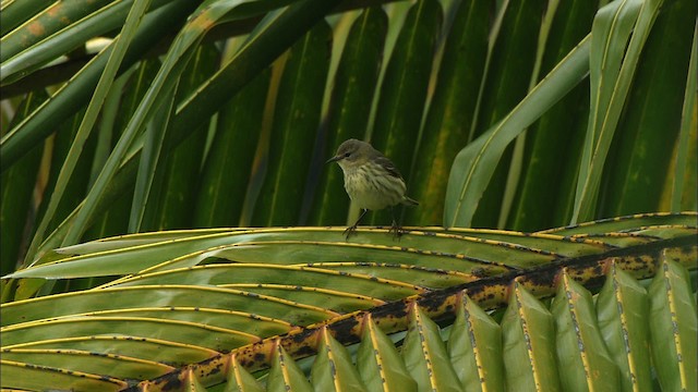 Cape May Warbler - ML439767