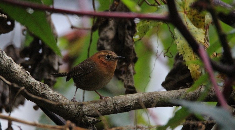 Rufous-browed Wren - Paul Lewis