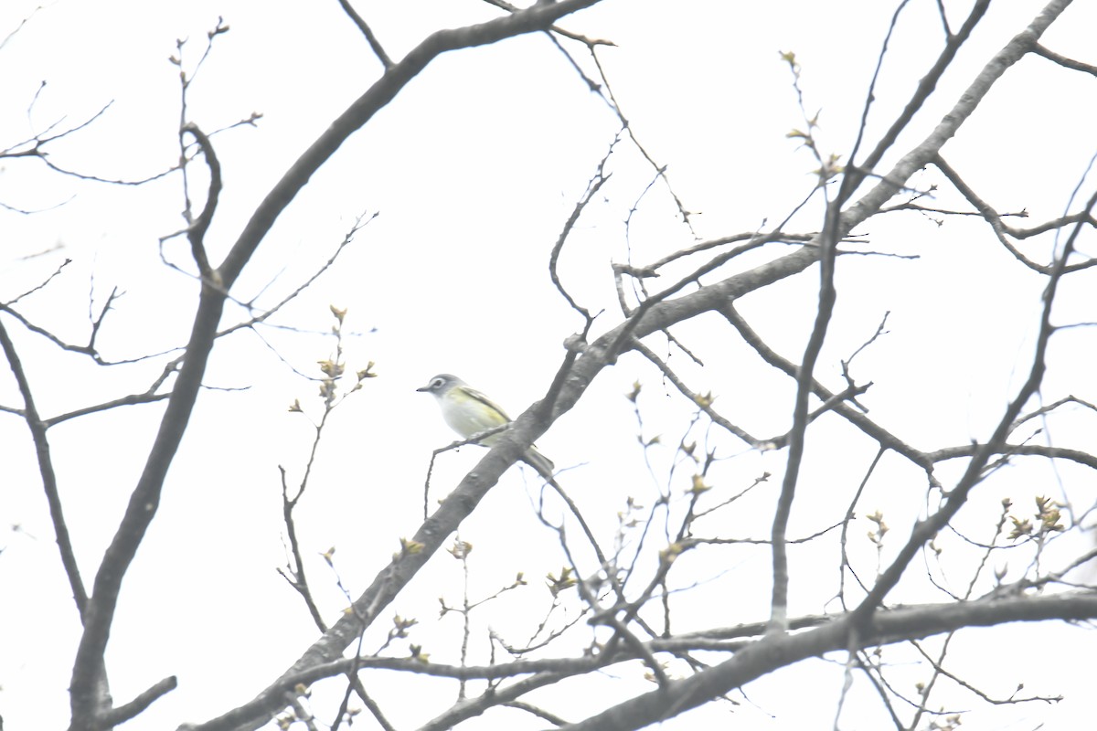 Blue-headed Vireo - ML439768471