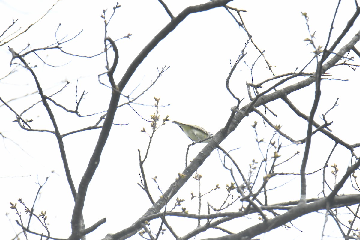 Blue-headed Vireo - ML439768881