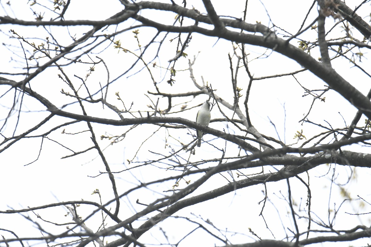Blue-headed Vireo - ML439768911
