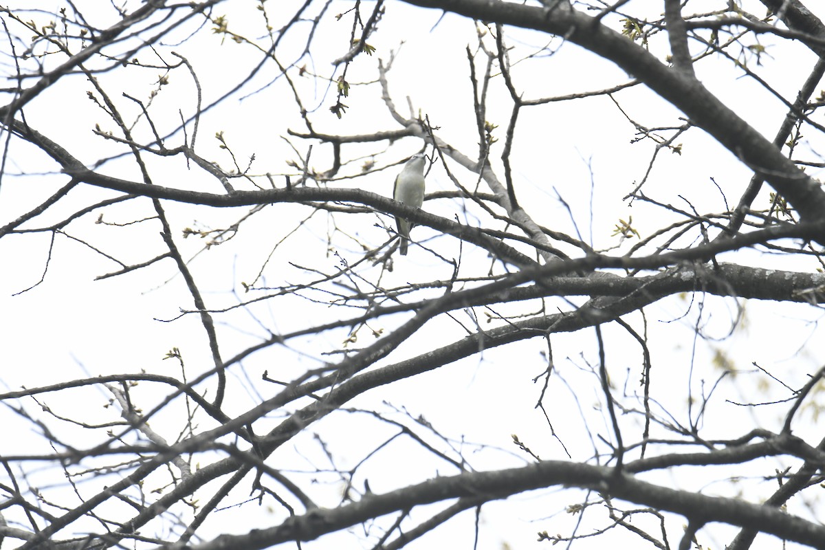 Blue-headed Vireo - ML439768921