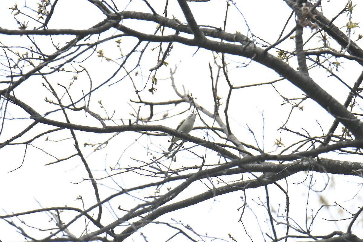 Blue-headed Vireo - ML439768931