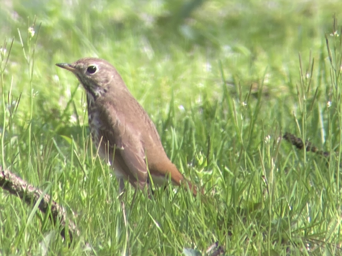 Hermit Thrush - ML439769981