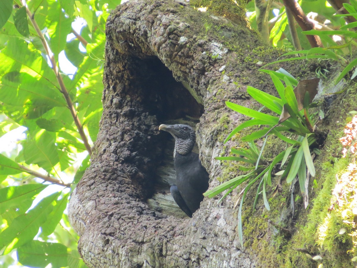 Black Vulture - ML43977021