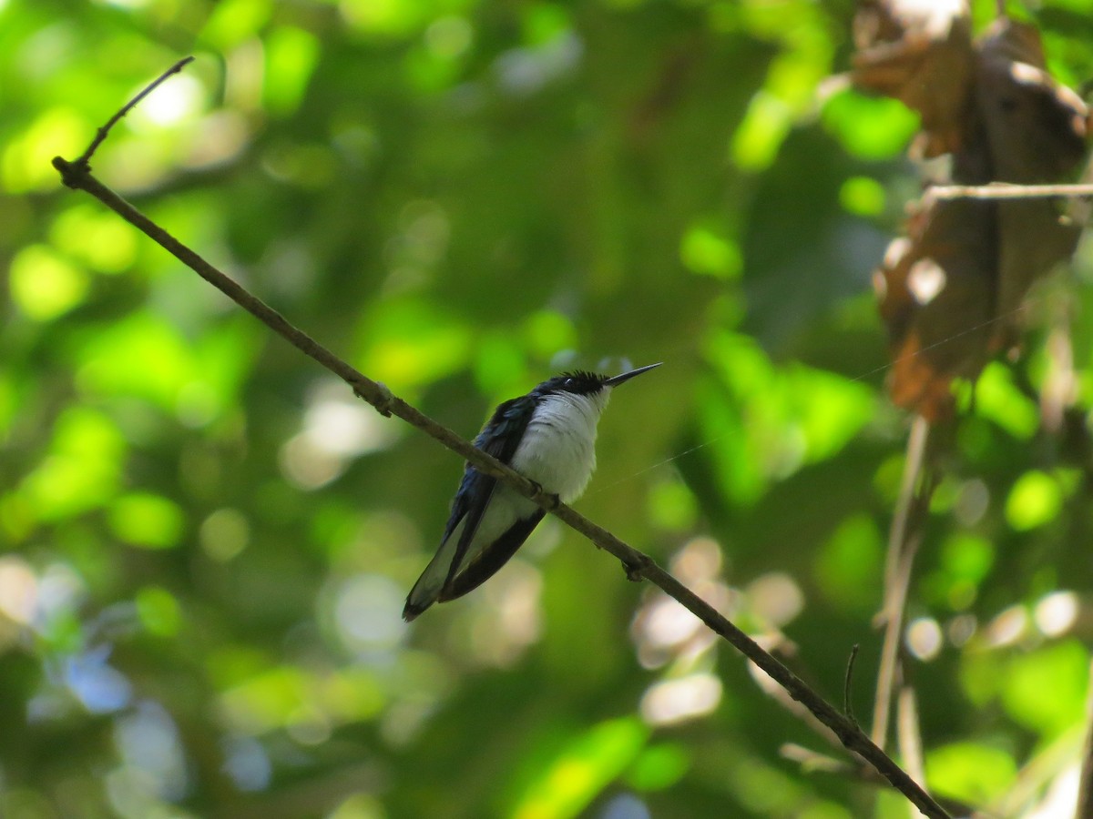 Purple-crowned Fairy - ML43977041