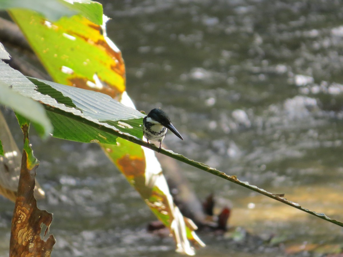 Green Kingfisher - ML43977061