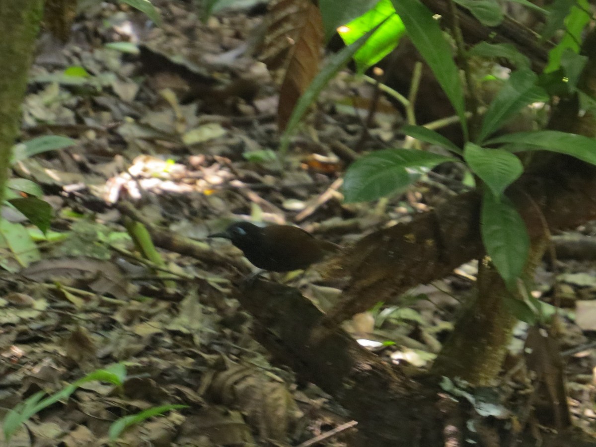 Chestnut-backed Antbird - ML43977151