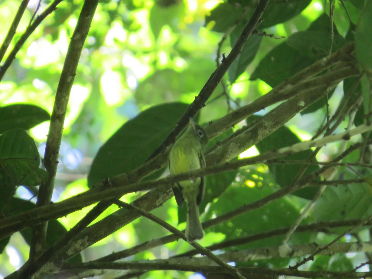 Eye-ringed Flatbill - ML43977171