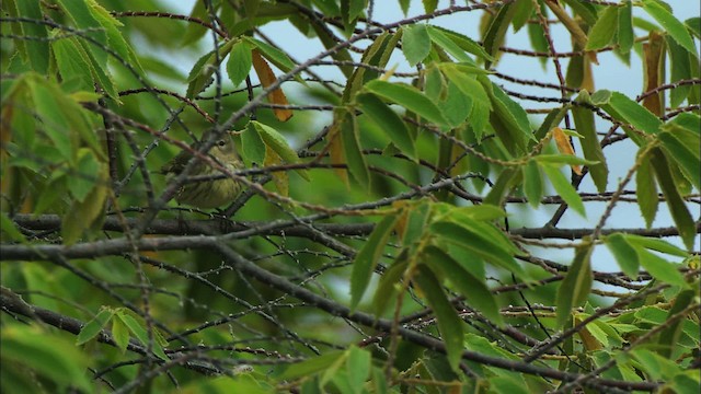 Cape May Warbler - ML439772