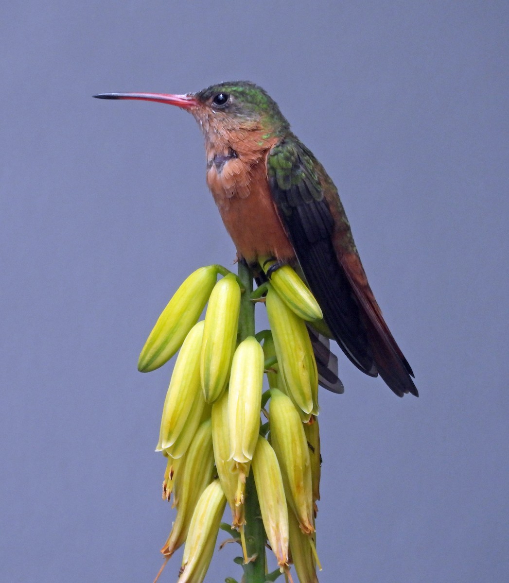 kolibřík ryšavý - ML439773161