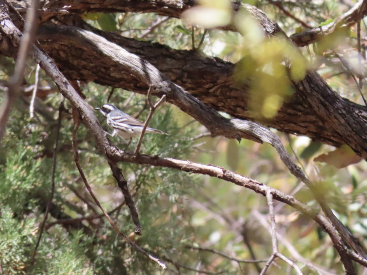 Black-throated Gray Warbler - ML439773541