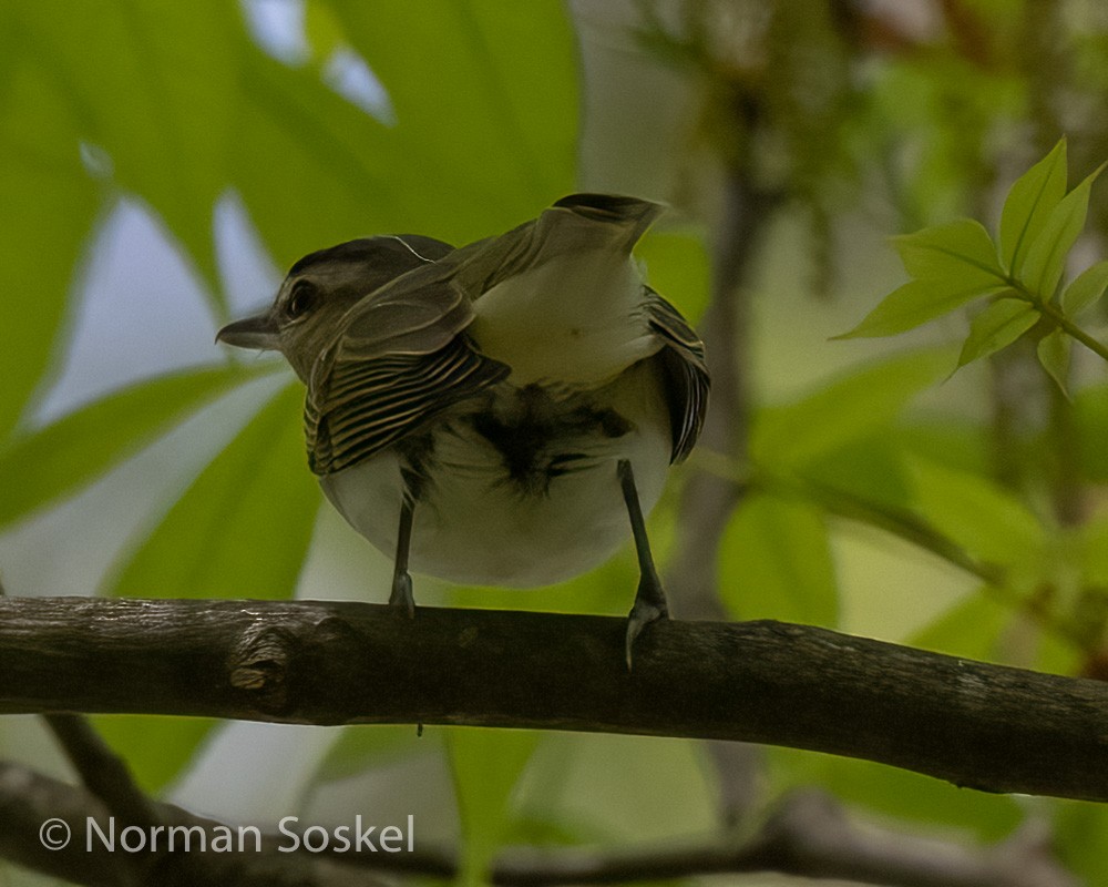 Red-eyed Vireo - ML439774111