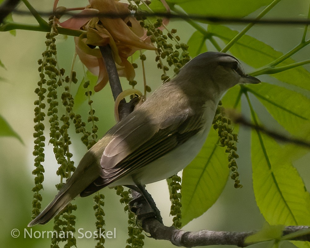 Red-eyed Vireo - ML439774121