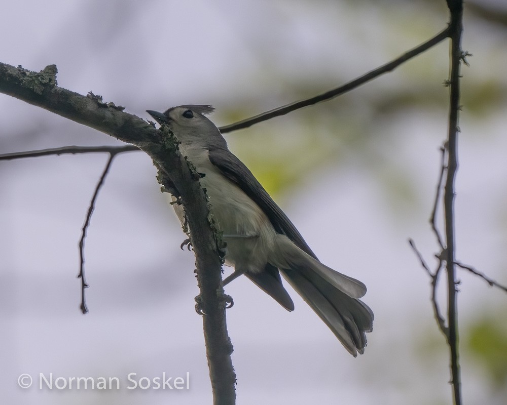 Tufted Titmouse - ML439774241