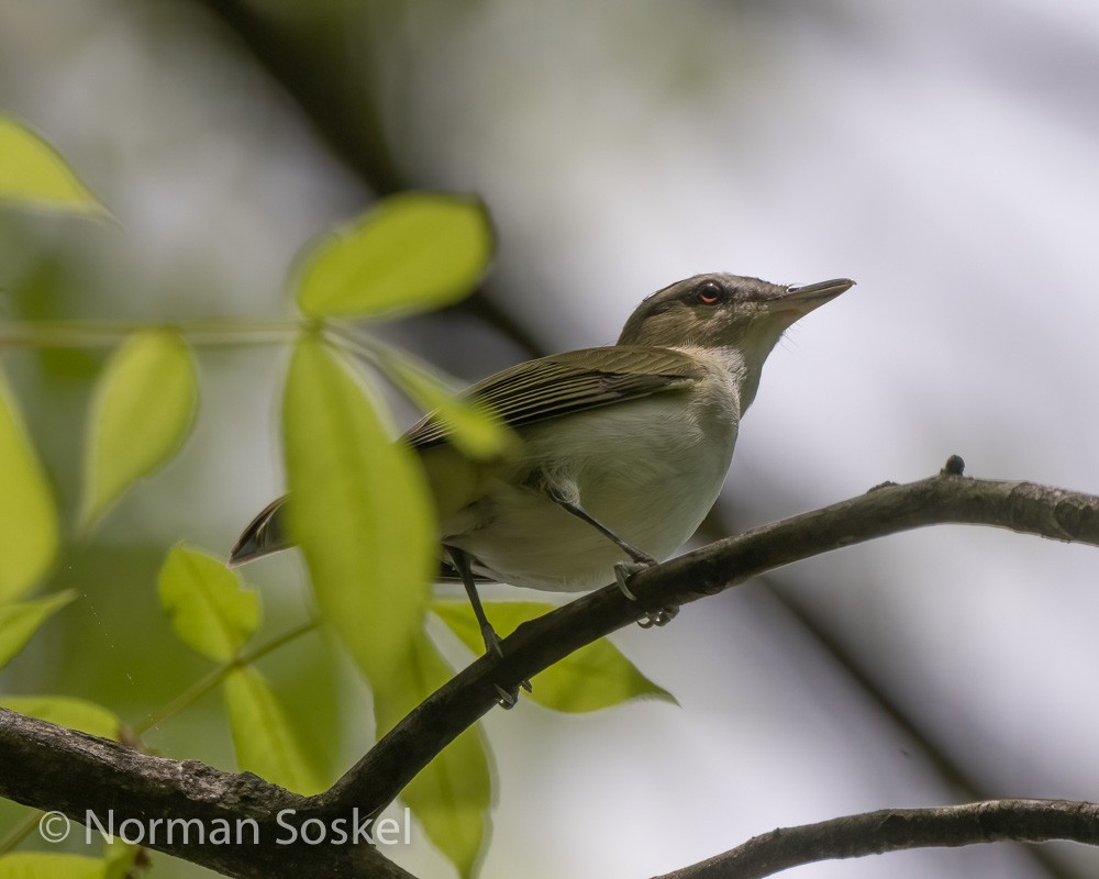 Red-eyed Vireo - ML439774421