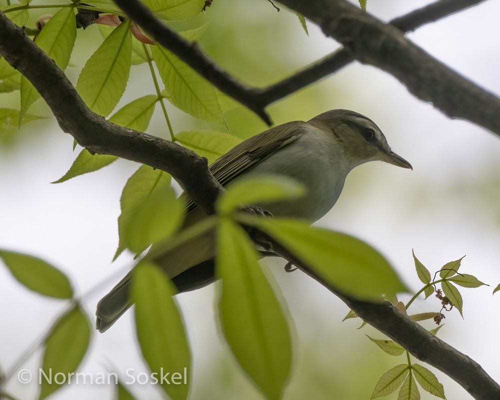 Red-eyed Vireo - ML439774441