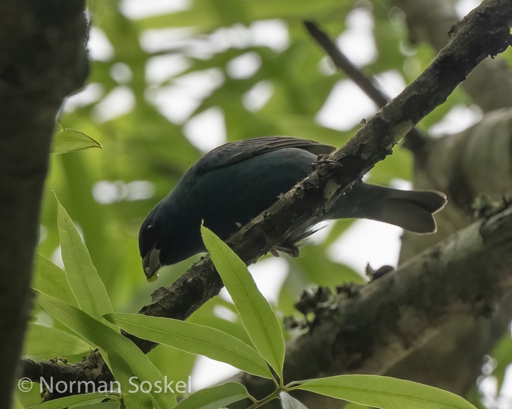 Blue Grosbeak - ML439774521