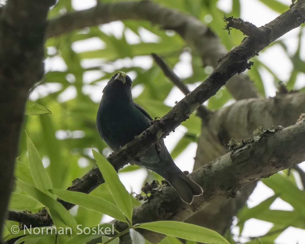 Blue Grosbeak - ML439774531