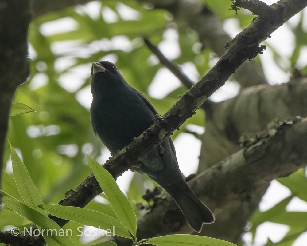 Blue Grosbeak - ML439774541