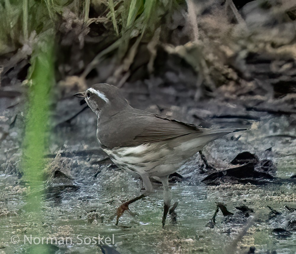 Louisiana Waterthrush - ML439774991