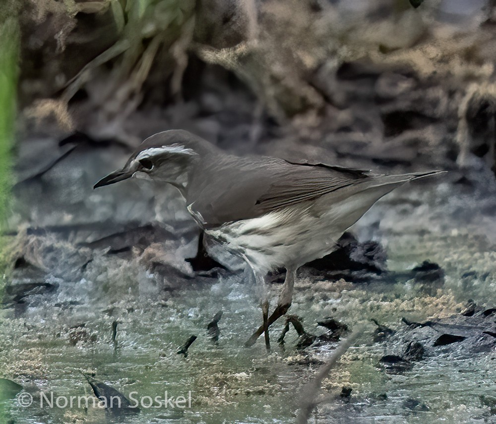 Louisiana Waterthrush - ML439775001