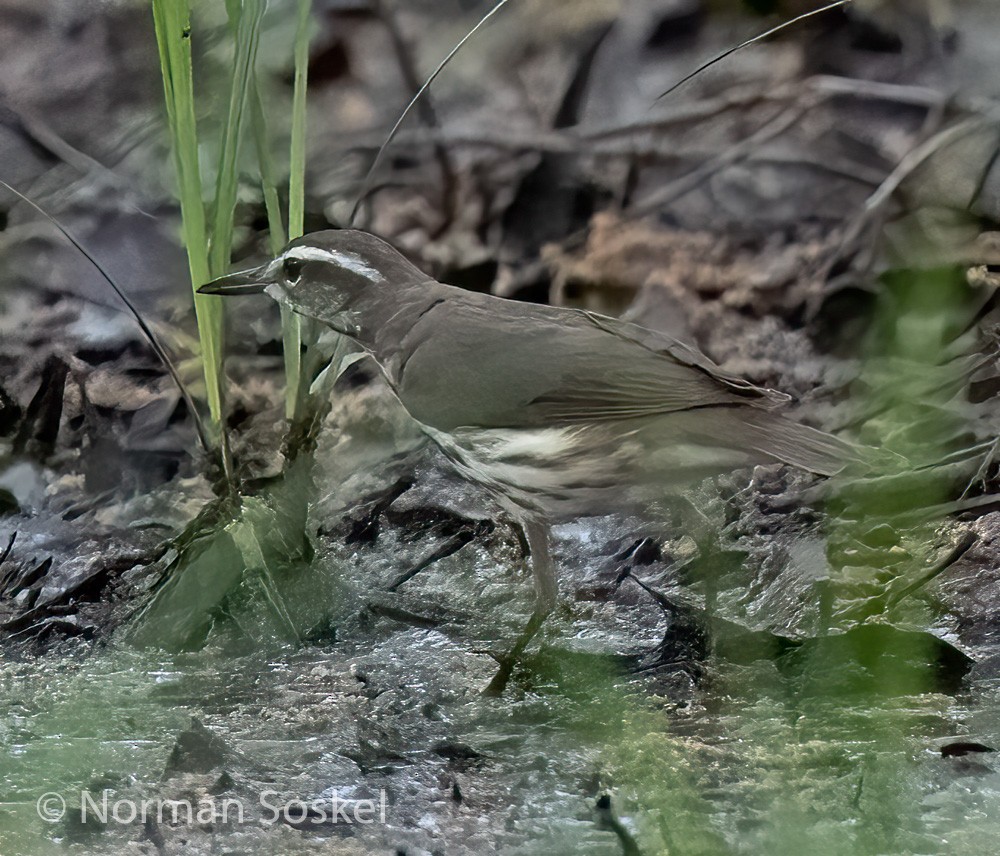 Louisiana Waterthrush - ML439775021