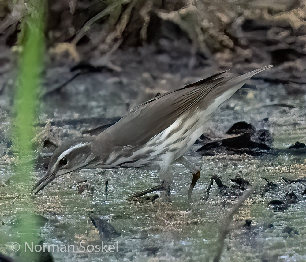 Louisiana Waterthrush - ML439775031