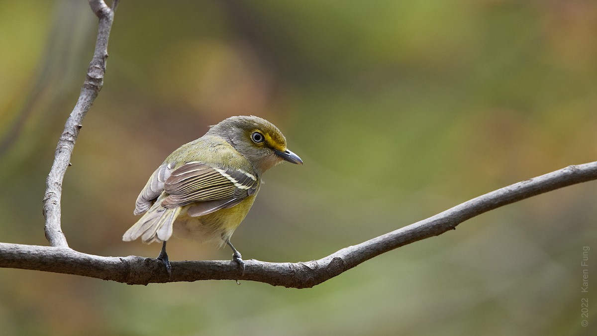 White-eyed Vireo - ML439775211