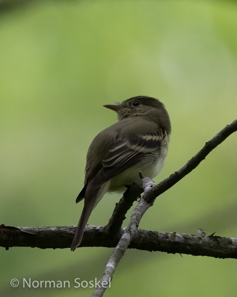 tyranovec zelenavý - ML439775751