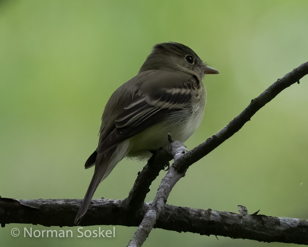 Acadian Flycatcher - Norman Soskel