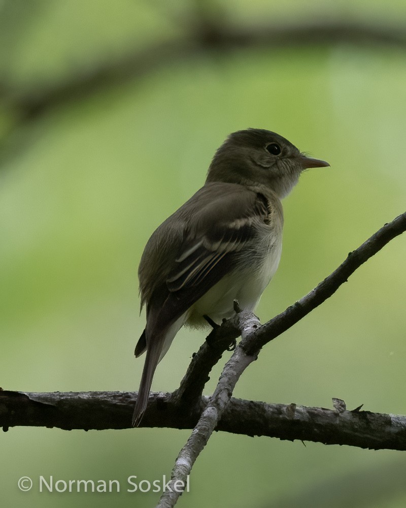 Buchenschnäppertyrann - ML439775811