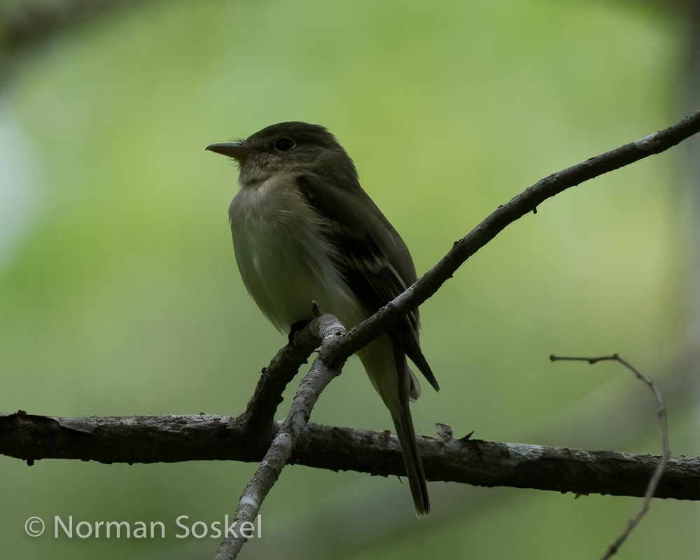 Acadian Flycatcher - ML439775851