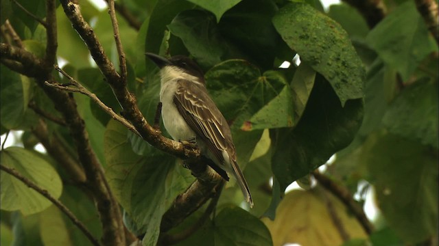 Giant Kingbird - ML439777