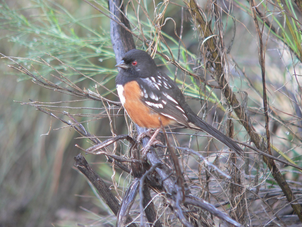 Spotted Towhee - ML439777091