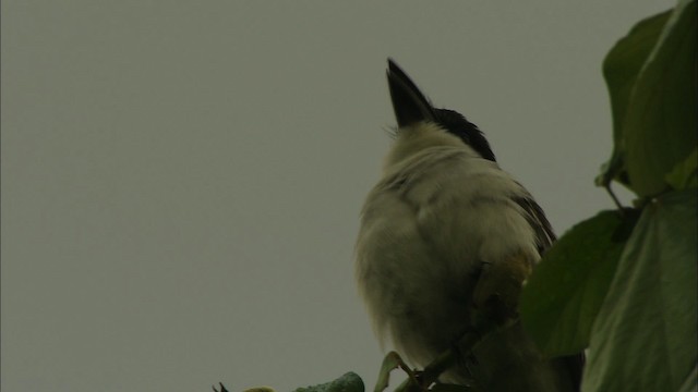 Giant Kingbird - ML439778